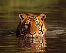 Indian tiger (Panthera tigris tigris) In the water Bangkok Zoo, Thailand