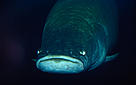  / &copy;: WWF - Canon / Michel Roggo