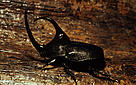  / &copy;: Juan Pratginestos / WWF-Canon