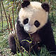 Eight months old male giant panda © Susan A. MAINKA / WWF-Canon
