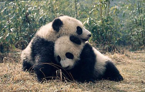 Da Di and Jia Lin play together in the Wolong Research & Breeding Centre, China / ©: Susan A. MAINKA / WWF-Canon Giant pandas, panda rel=