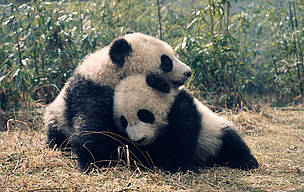 Da Di and Jia Lin play together in the Wolong Research & Breeding Centre, China / ©: Susan A. MAINKA / WWF-Canon Giant pandas, panda / ©: Susan A. MAINKA / WWF-Canon