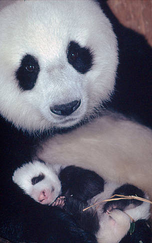 Giant panda mother with her 1 month old baby Wolong Nature Reserve, China / ©: Susan A. MAINKA / WWF-Canon Sichuan Province young offspring newborn mom female panda / ©: Susan A. MAINKA / WWF-Canon