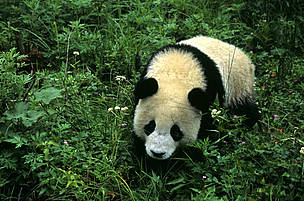 giant pandas / &copy;: Fritz PÖLKING / WWF