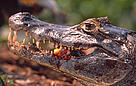  / &copy;: WWF - Canon / Michel Roggo