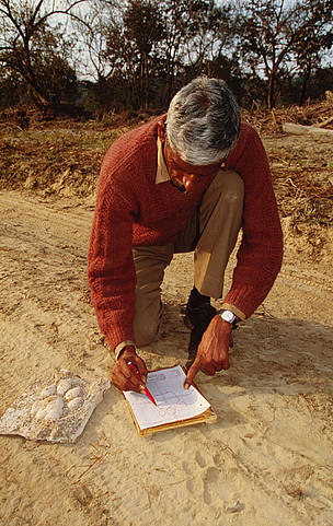 Tracing tiger tracks and pug markers of the Indian tiger (Panthera tigris tigris) Corbett National ... / &copy;: Martin Harvey / WWF-Canon