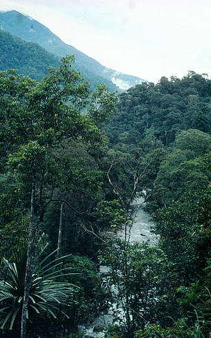 Gunung Leuser National Park, Alas River Sumatra, Indonesia. / ©: John Mackinnon / WWF-Canon Gunung Leuser National Park, Alas River Sumatra, Indonesia. / ©: John Mackinnon / WWF-Canon