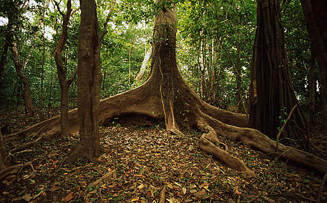 Parque nacional Jaú, Amazonas, Brasil / ©: Juan Pratginestos / WWF-Canon rel=