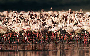 Lesser flamingo (Phoenicopterus minor); Lake Bogoria, Rift Valley, Kenya - Occasionaly over 1 ... / ©: Martin HARVEY / WWF-Canon / ©: Martin HARVEY / WWF-Canon