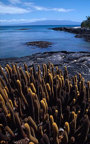 Desde 1962, cuando se estableció la estación científica Charles Darwin en Galápagos, WWF ha jugado ... / ©: Pablo Corral / WWF - Canon / ©: Pablo Corral / WWF - Canon