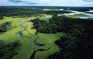 Aerial view of flooded forest during rainy season with floating plants, Rio Negro Forest Reserve, ... / ©: Michel Roggo / WWF-Canon / ©: Michel Roggo / WWF-Canon