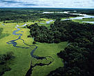 Aerial view of flooded forest during rainy season with floating plants, Rio Negro Forest Reserve, Amazonas, Brazil.
