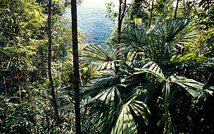 Kayan Mentarang National Park, East Kalimantan (K. Timur), Kalimantan (Indonesian Borneo), Indonesia - © Alain Compost / WWF-Canon