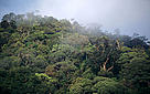 Forest and mist Kayan Mentarang National Park, Kalimantan (Borneo), Indonesia. / ©: WWF-Canon / Alain Compost / ©: WWF-Canon / Alain Compost