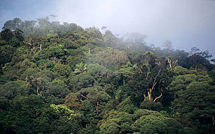 Forest and mist Kayan Mentarang National Park, Kalimantan (Borneo), Indonesia. / ©: WWF-Canon / Alain Compost / ©: WWF-Canon / Alain Compost