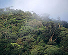 Forest and mist Kayan Mentarang National Park, Kalimantan (Borneo), Indonesia.