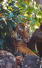  / &copy;: WWF-Canon / Martin Harvey