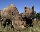 Black rhinos (Diceros bicornis); Hluhluwe Game Reserve, KwaZulu-Natal Province, Republic of South Africa
