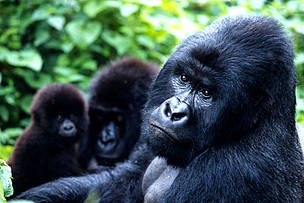 Mountain gorillas, Virunga National Park, Democratic Republic of Congo. / ©: Martin Harvey / WWF-Canon Mountain gorillas, Virunga National Park, Democratic Republic of Congo / ©: Martin Harvey / WWF-Canon