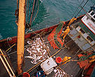 Deep sea fishing: Landing the catch on a deep sea trawler North Atlantic Ocean