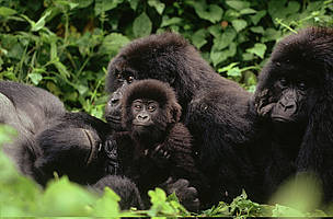 Mountain gorilla Family interaction during midday rest.