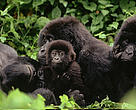 Mountain gorilla Family interaction during midday rest. 