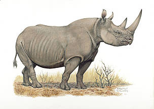 Black rhinoceros (Diceros bicornis) / ©: WWF-Canon / Helmut Diller Black rhinoceros (Diceros bicornis) / ©: WWF-Canon / Helmut Diller