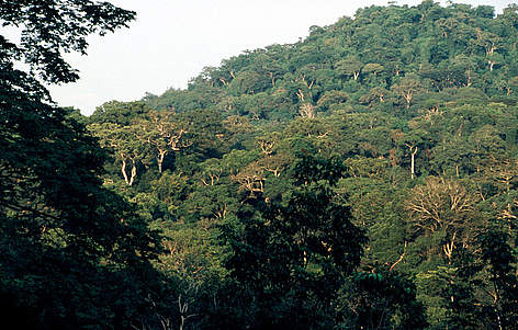 Minkebe Forest, Gabon. / ©: Michel Gunther / WWF Canon rel=