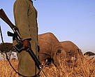 Some black rhinoceros (Diceros bicornis) are under 24 hour armed guard due to risk of poaching Africa.