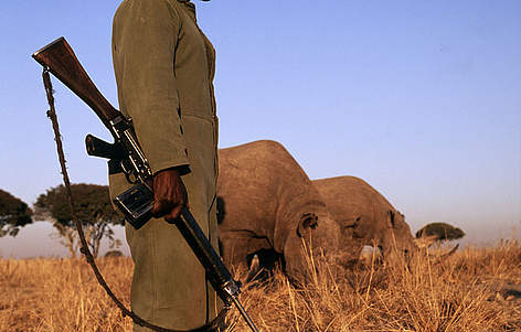 Some black rhinoceros (Diceros bicornis) are under 24 hour armed guard due to risk of poaching ... / ©: Martin Harvey / WWF-Canon Some black rhinoceros (Diceros bicornis) are under 24 hour armed guard due to risk of poaching ... rel=