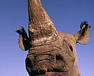 Black rhinoceros (Diceros bicornis)