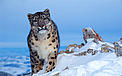  / &copy;: Klein & Hubert/WWF