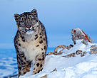 Snow leopard (Uncia uncia) in winter.