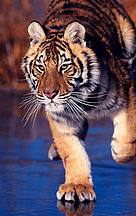 Amur or Siberian tiger (Panthera tigris altaica) on iced lake. / ©: Klein & Hubert / WWF Amur or Siberian tiger (Panthera tigris altaica) on iced lake. / ©: Klein & Hubert / WWF