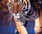 Amur or Siberian tiger (Panthera tigris altaica) on iced lake.