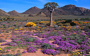 Goegab Nature Reserve Wild flowers and Quiver tree (Aloe dichotomia), Western Cape, Republic of ... / ©: Martin Harvey / WWF-Canon / ©: Martin Harvey / WWF-Canon