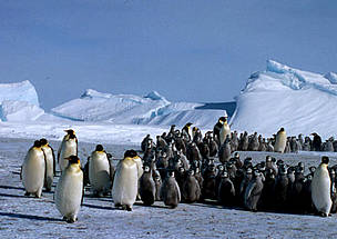 Colonia de Pinguinos Emperadores después de una tormenta de nieve, Glaciar Dawson-Lambton, ... / ©: Fritz PÖLKING / WWF / ©: Fritz PÖLKING / WWF