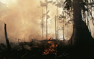 Bosque quemandose, Perú / ©: Oliver Phillips/WILKIN/WWF / ©: Oliver Phillips/WILKIN/WWF