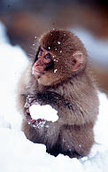 / &copy;: WWF