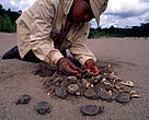 Peruvian biologist Ana Maria collects newly hatched Yellow-spotted river turtles (Podocnemis unifilis) for later marking, along beach on the Manu River as part of scientific research for sustainable solutions to its use by indigenous people.
