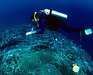 WWF researcher monitoring coral reef Sulu Sea, Tubbataha reef Philippines