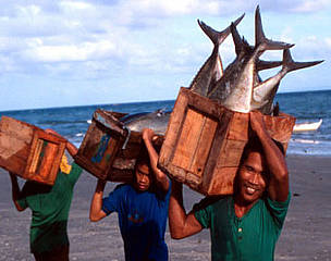 Local fishermen with tuna catch Sulu Sea, Philippines / ©: Jürgen FREUND / WWF-Canon Local fishermen with tuna catch Sulu Sea, Philippines / ©: Jürgen FREUND / WWF-Canon