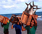 Local fishermen with tuna catch Sulu Sea, Philippines