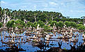 Clear cut of mangrove forests for fish pond. (generally practiced in the 1970s) Sibuyan Island ... / ©: Jürgen Freund / WWF-Canon / ©: Jürgen Freund / WWF-Canon