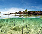 Mangrove reforested area. Philippines