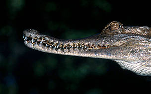 Slender snout crocodile. Congo Basin / ©: Martin Harvey / WWF Canon / ©: Martin Harvey / WWF Canon
