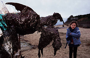 Water birds covered in oil are a common sight in the aftermath of an oil spill. In this case a ... / ©: Nigel Dickinson / WWF-Canon A dead Common guillemot covered in oil from the 'Erika' oil spill. The 'Erika' broke in half in ... / ©: Nigel Dickinson / WWF-Canon