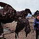 Water birds covered in oil are a common sight in the aftermath of an oil spill. In this case a volunteer holds a dead Common guillemot covered in oil from the 'Erika' oil spill. The 'Erika' broke in half in rough seas around 70km off the northwest coast of France on 12 December 1999. The 24-year old tanker lost an estimated 10,000 tons of oil into the sea which washed up onto a 400km stretch of ... © Nigel Dickinson / WWF-Canon