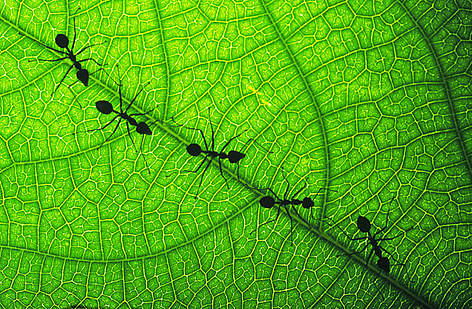 Oecophylla sp. Tropical ant. Silhouette of a line of ants on green leaf. / ©: WWF-Canon / Chris Martin Bahr / ©: WWF-Canon / Chris Martin Bahr