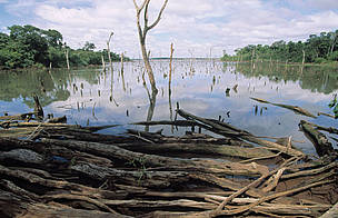 Dead trees drowned by Itaipu lake created by the Itaipu dam in the Atlantic rainforest. Brazil - ... / ©: Michel GUNTHER / WWF-Canon / ©: Michel GUNTHER / WWF-Canon